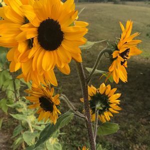 Meet your Posher, K arlene